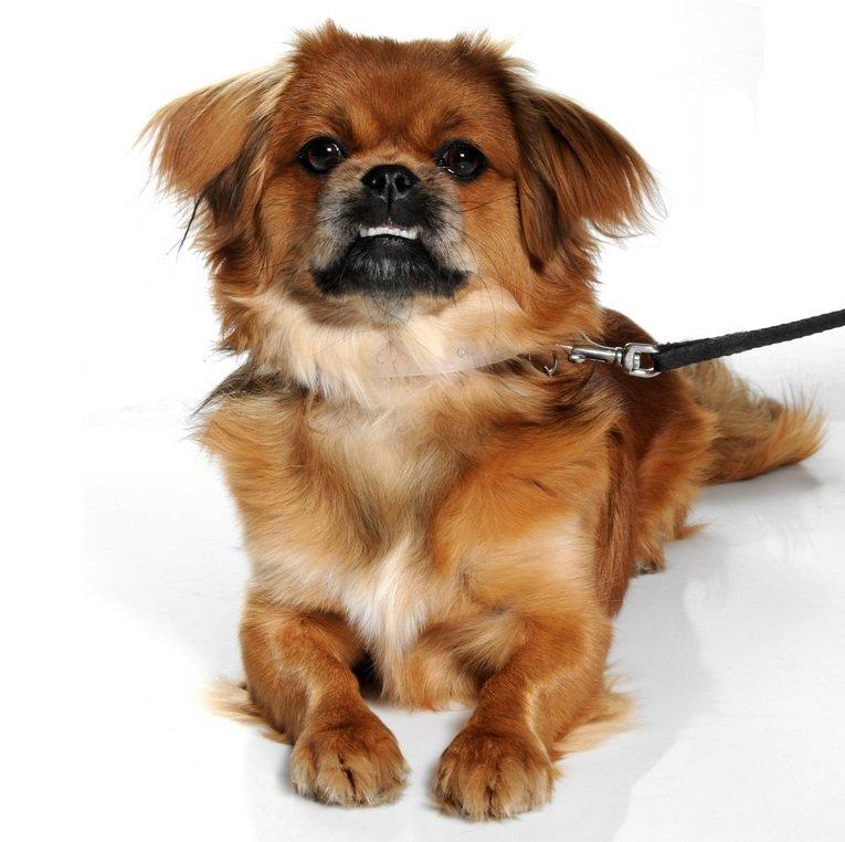 Blanding af racer Malou <3 - Billedet her er blevet taget i Petworld i Viborg, hvor hun vandt 2. pladsen i Danmarks sødeste kæledyr billede 1