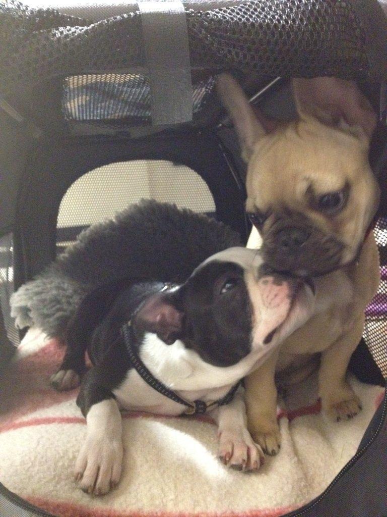 Boston terrier Carla billede 1