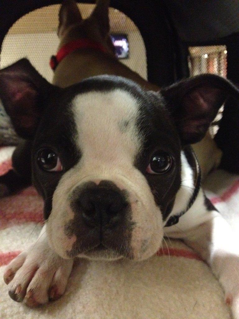 Boston terrier Carla billede 2