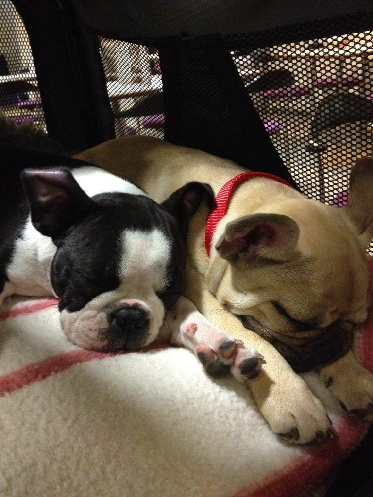 Boston terrier Carla billede 3