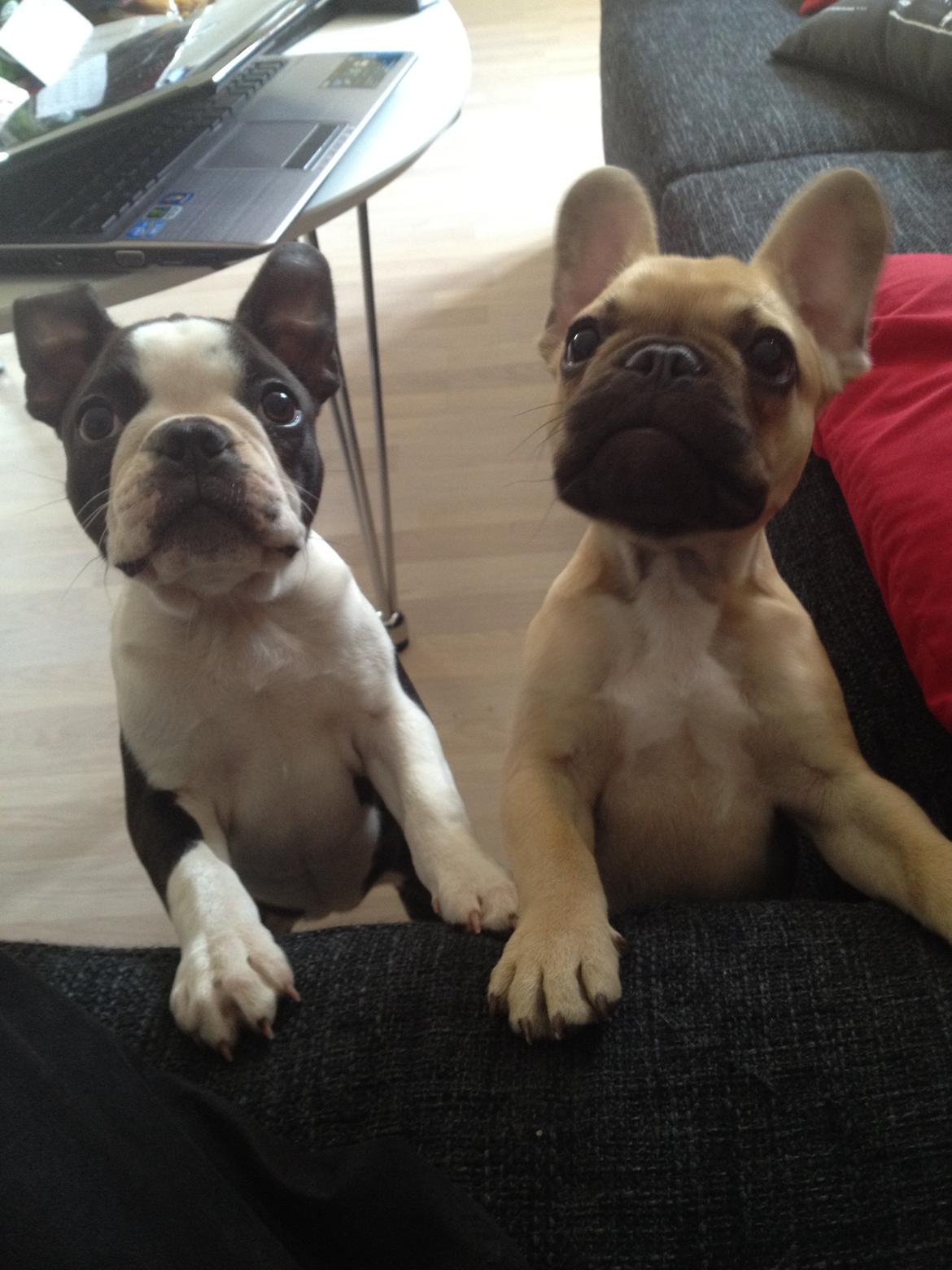 Boston terrier Carla billede 4