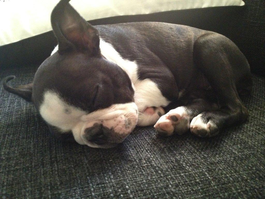 Boston terrier Carla billede 5