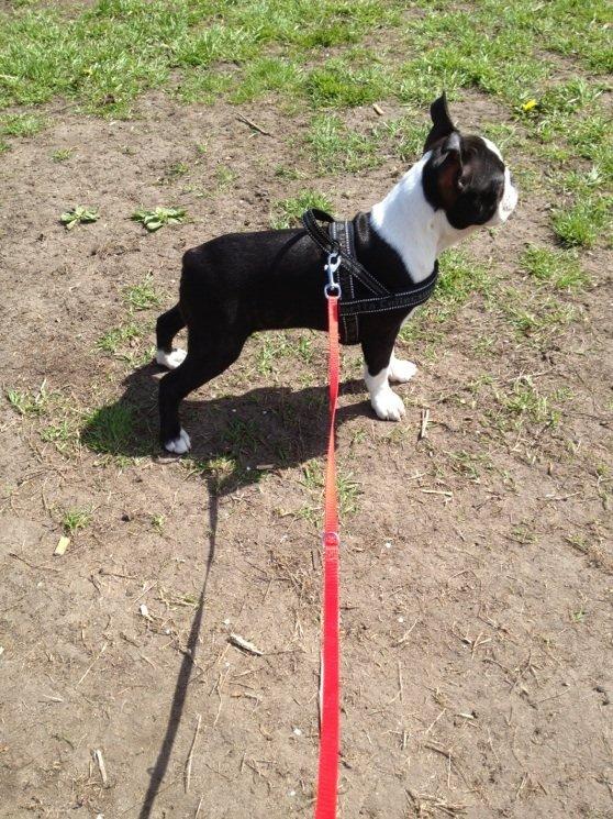 Boston terrier Carla billede 6