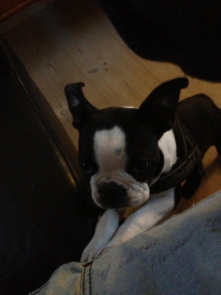 Boston terrier Carla billede 7