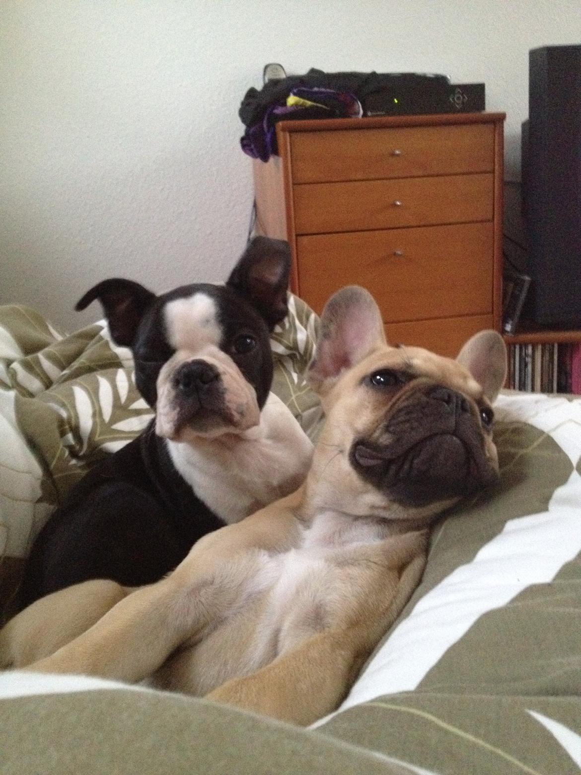 Boston terrier Carla billede 8