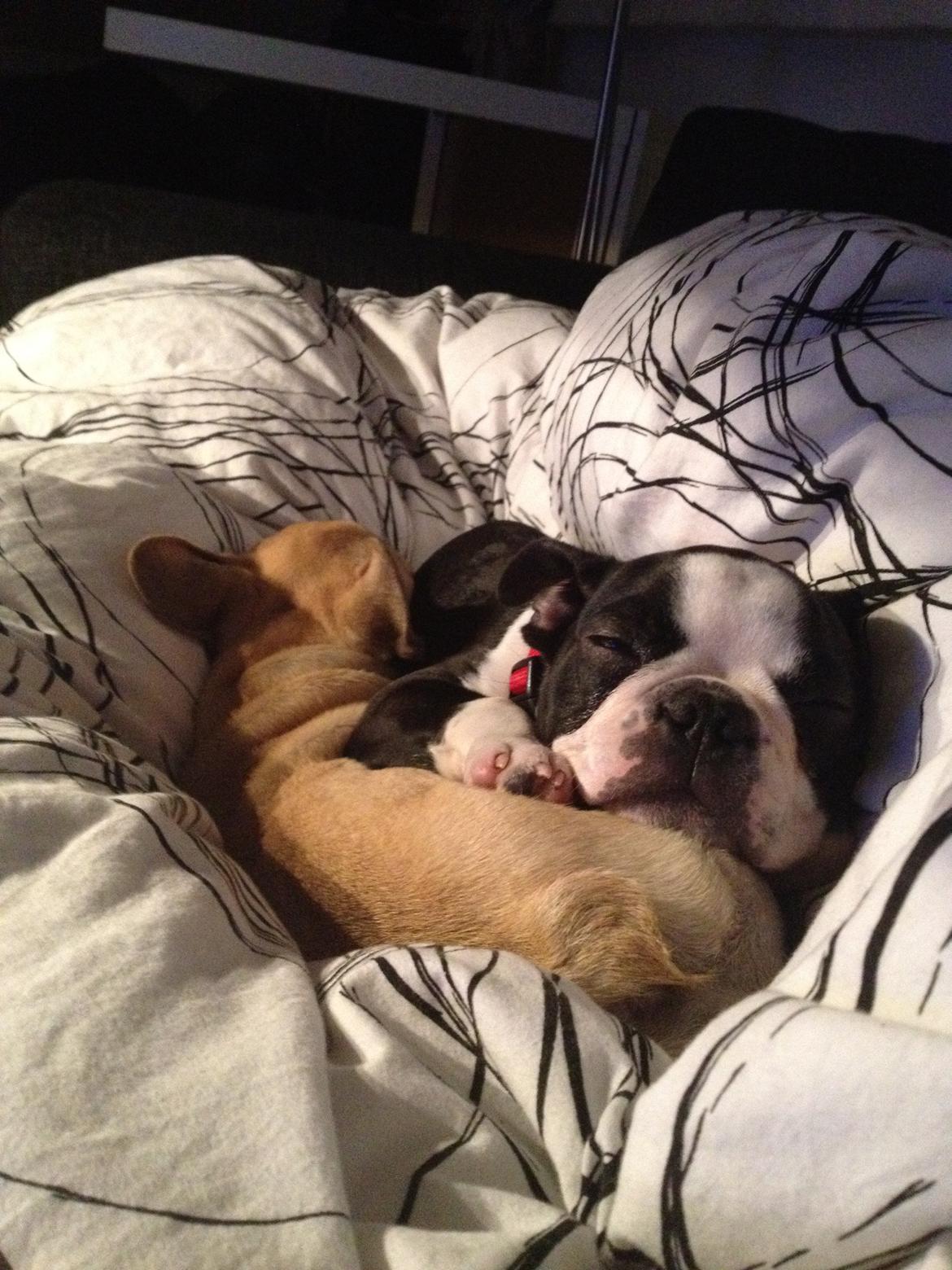 Boston terrier Carla billede 9