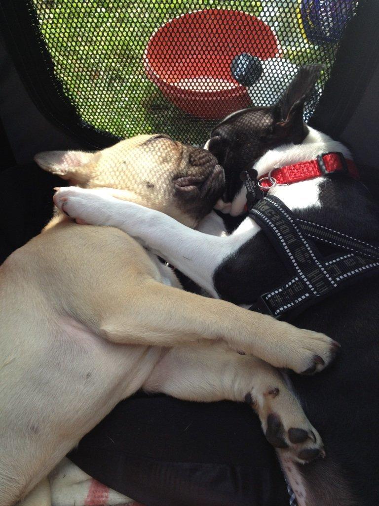 Boston terrier Carla billede 10