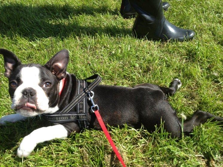 Boston terrier Carla billede 11