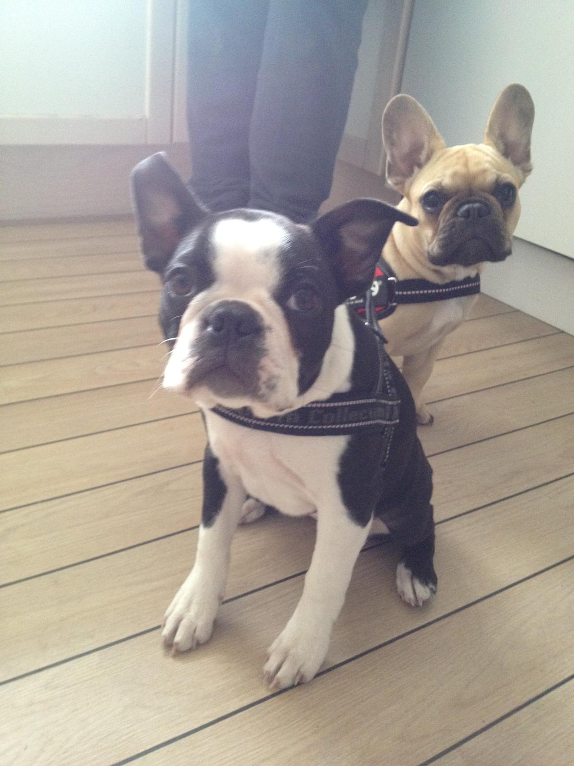 Boston terrier Carla billede 12