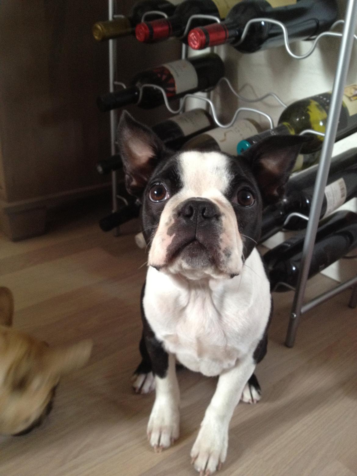 Boston terrier Carla billede 13