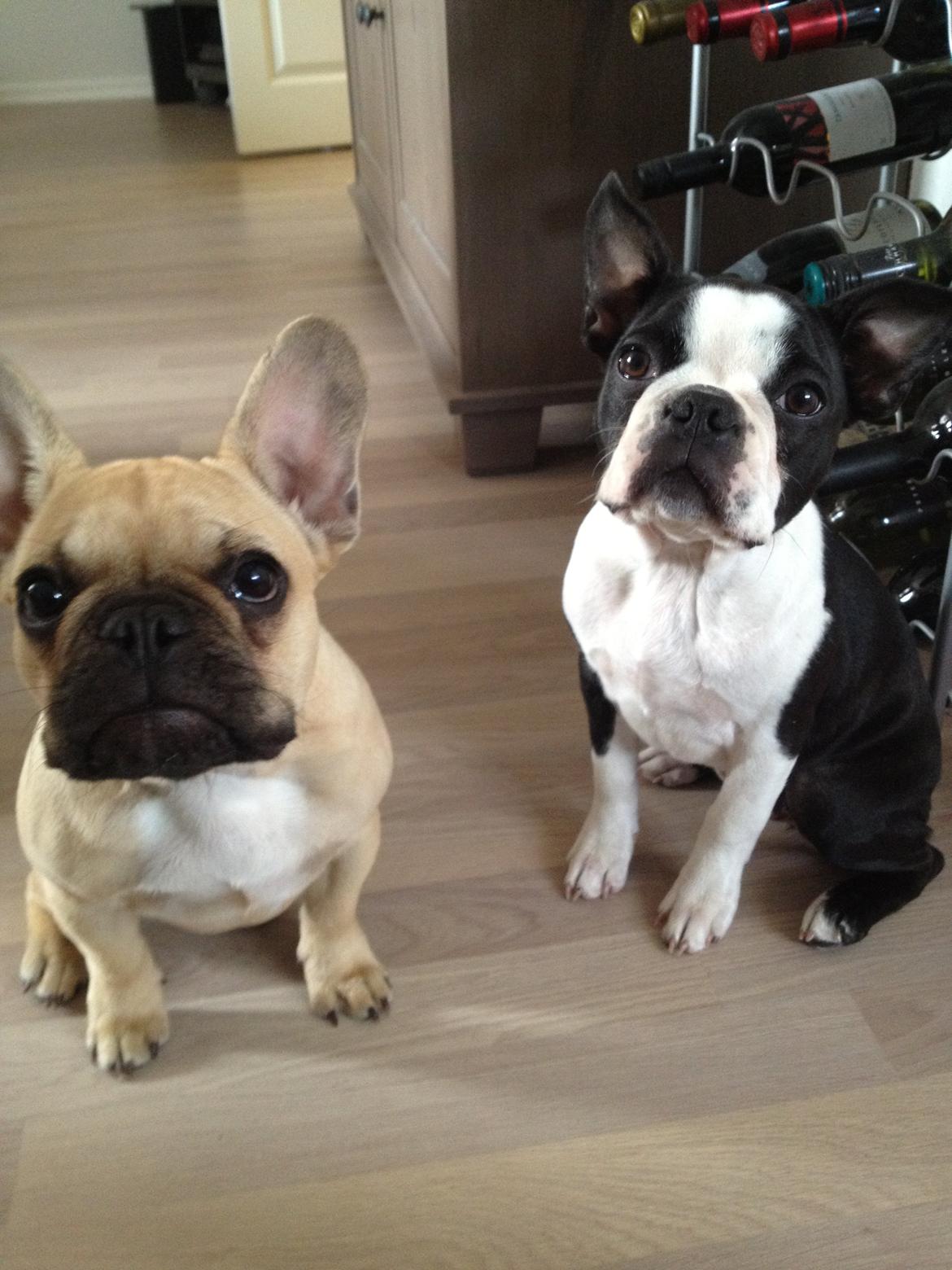 Boston terrier Carla billede 14