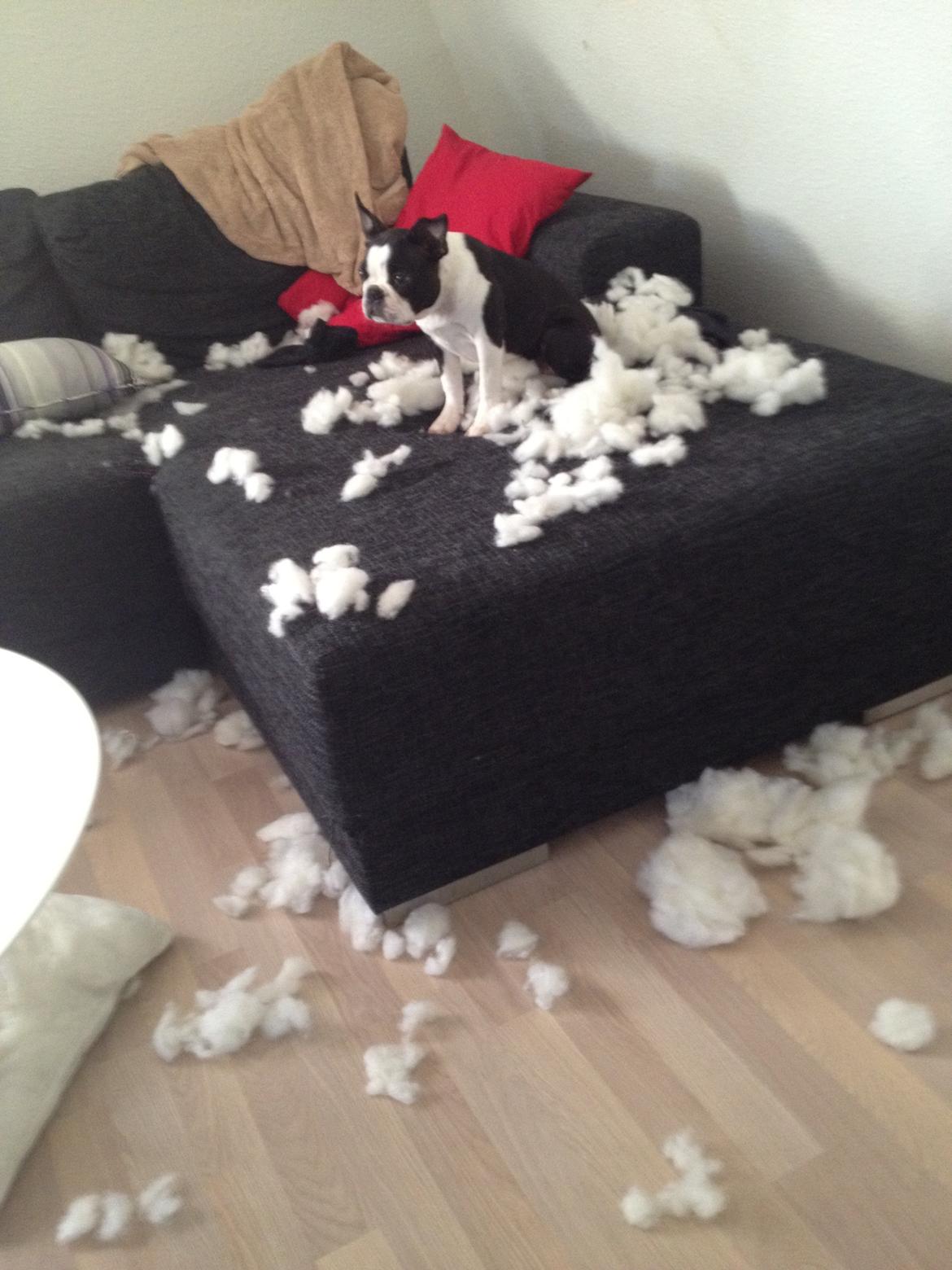 Boston terrier Carla billede 15