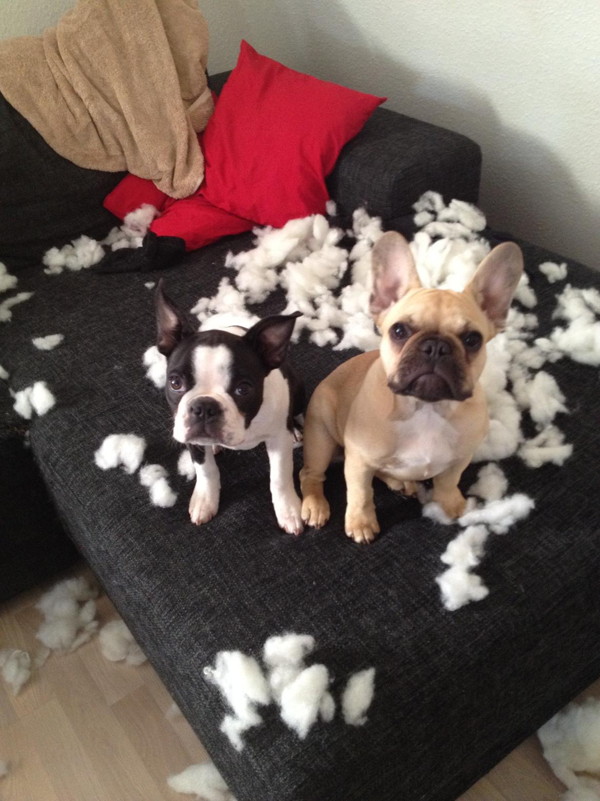 Boston terrier Carla billede 16