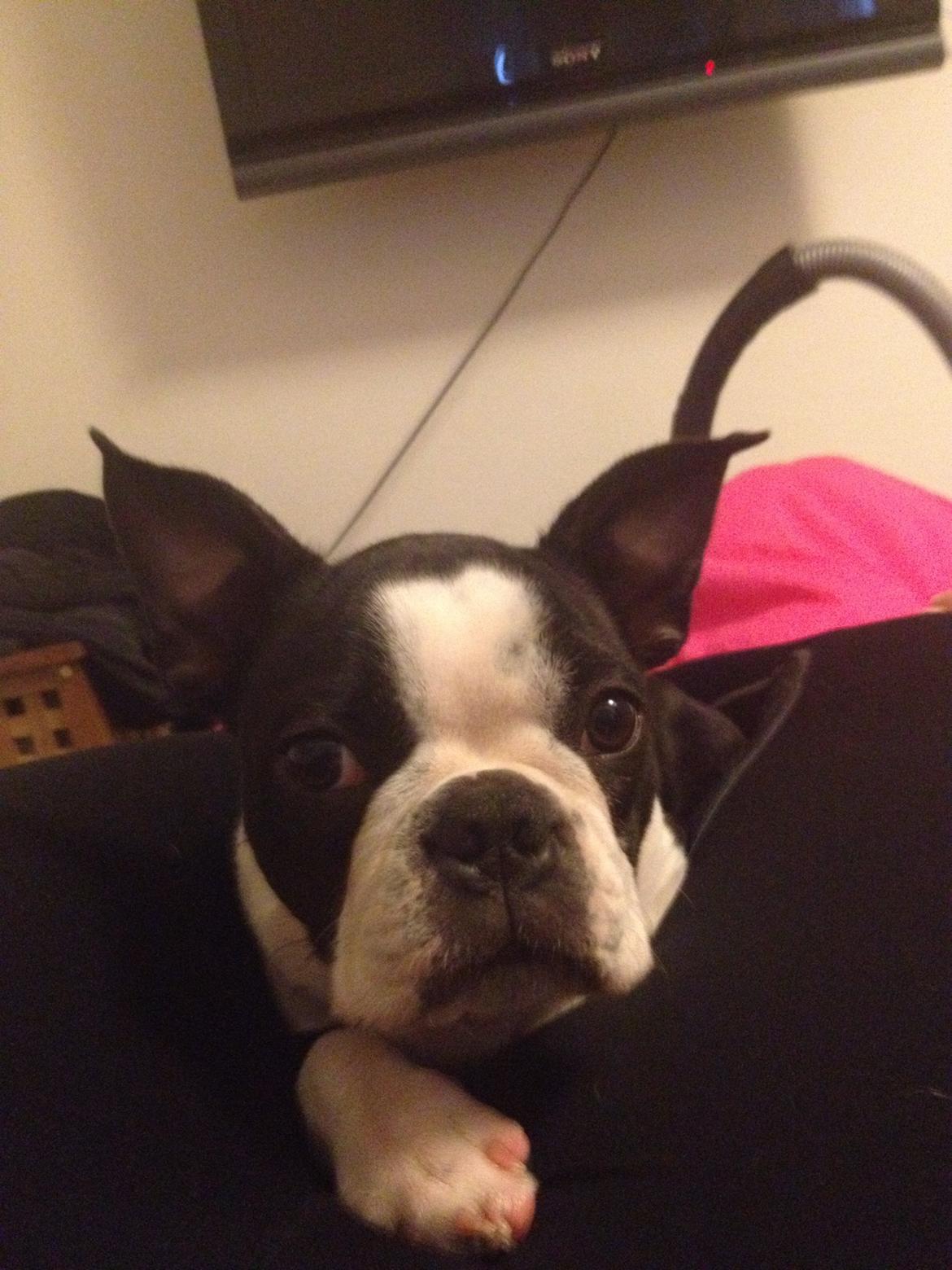 Boston terrier Carla billede 17