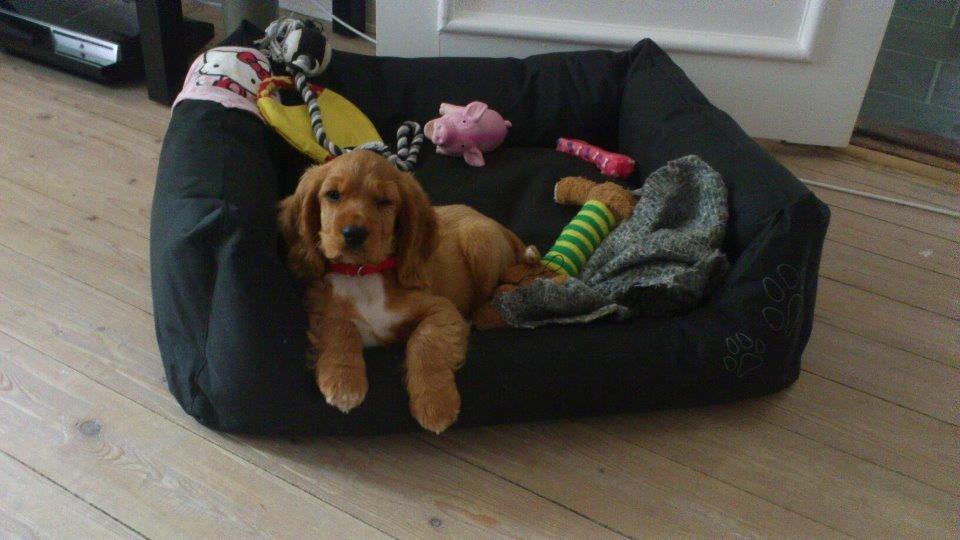 Cocker spaniel Freja billede 12