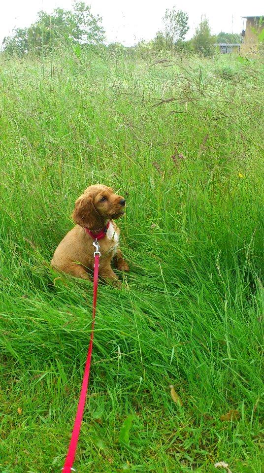 Cocker spaniel Freja billede 13
