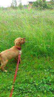 Cocker spaniel Freja billede 14