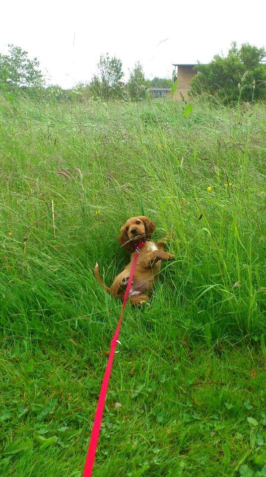 Cocker spaniel Freja billede 15