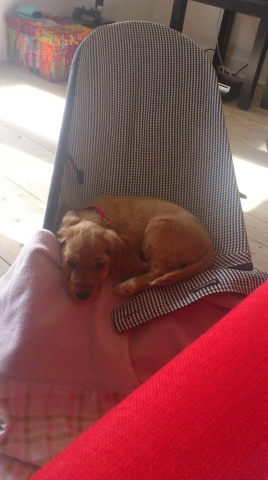 Cocker spaniel Freja billede 16