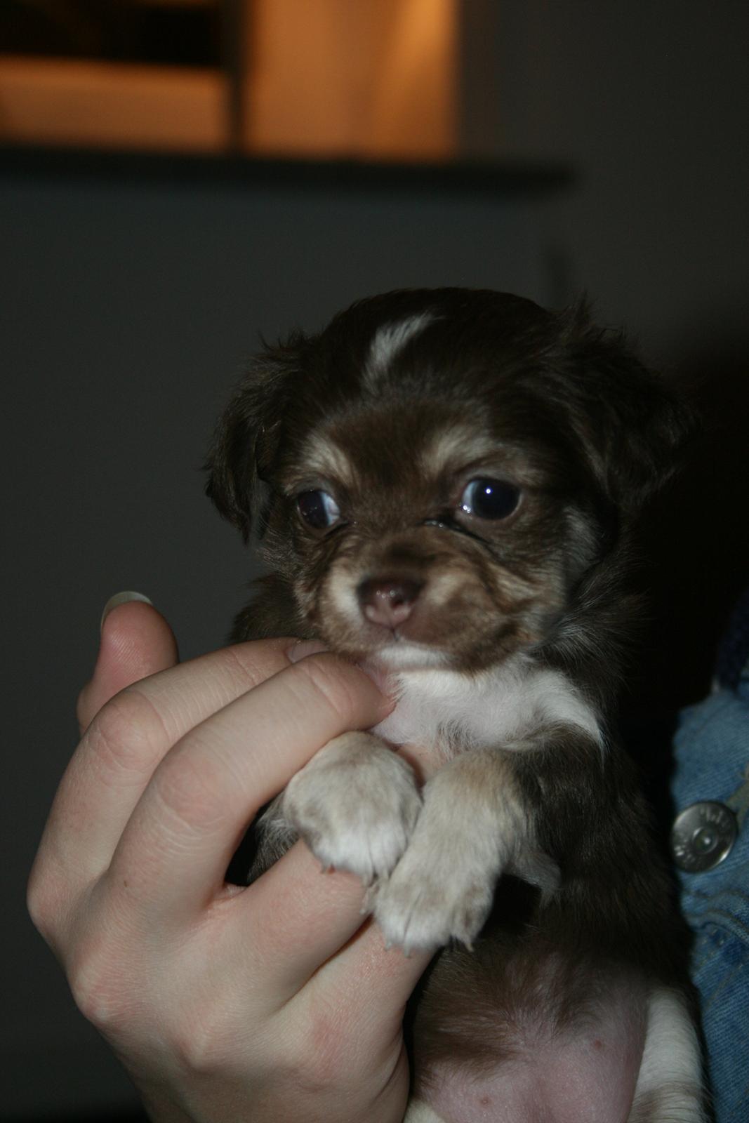 Chihuahua Louie billede 2