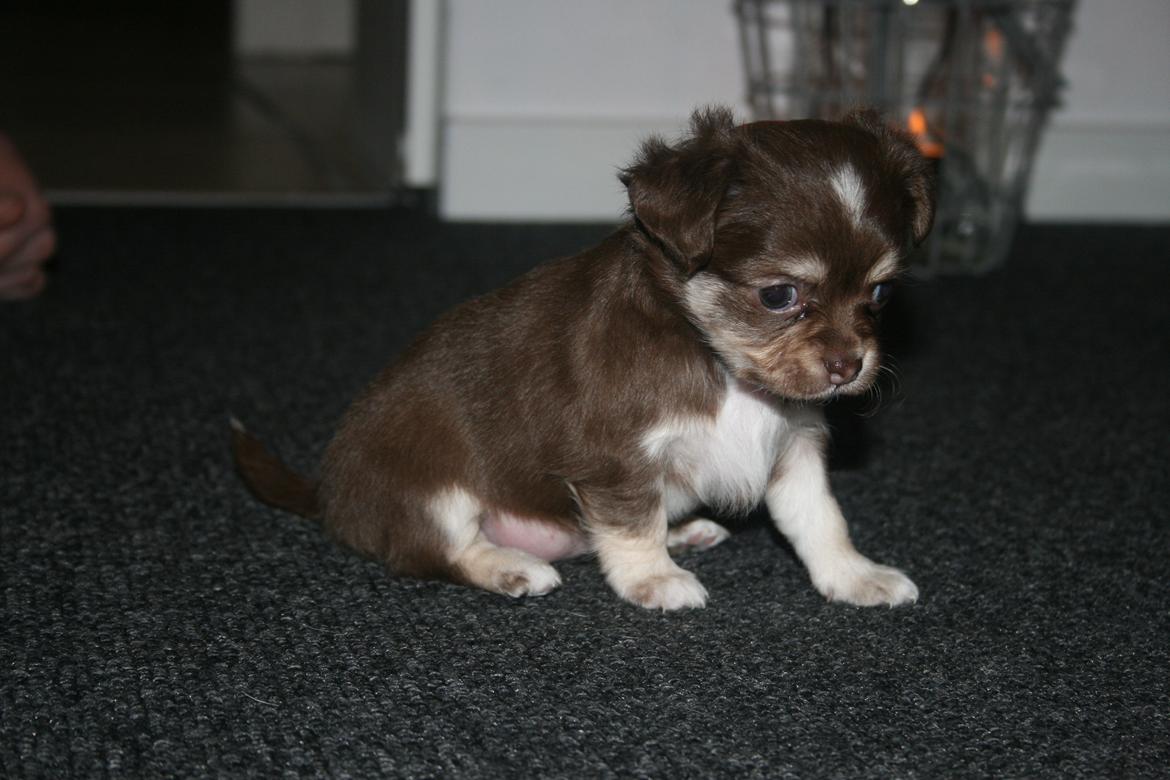 Chihuahua Louie billede 3