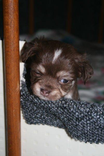 Chihuahua Louie billede 4