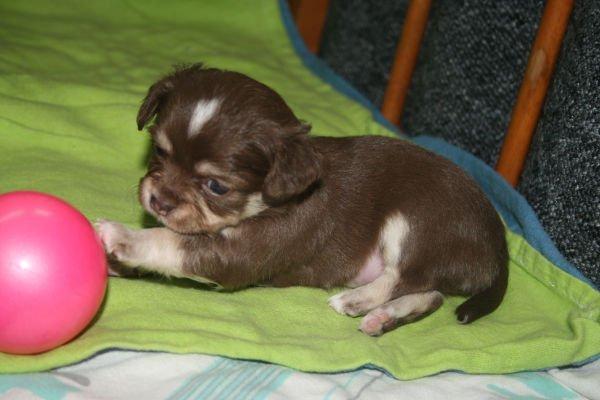 Chihuahua Louie billede 5