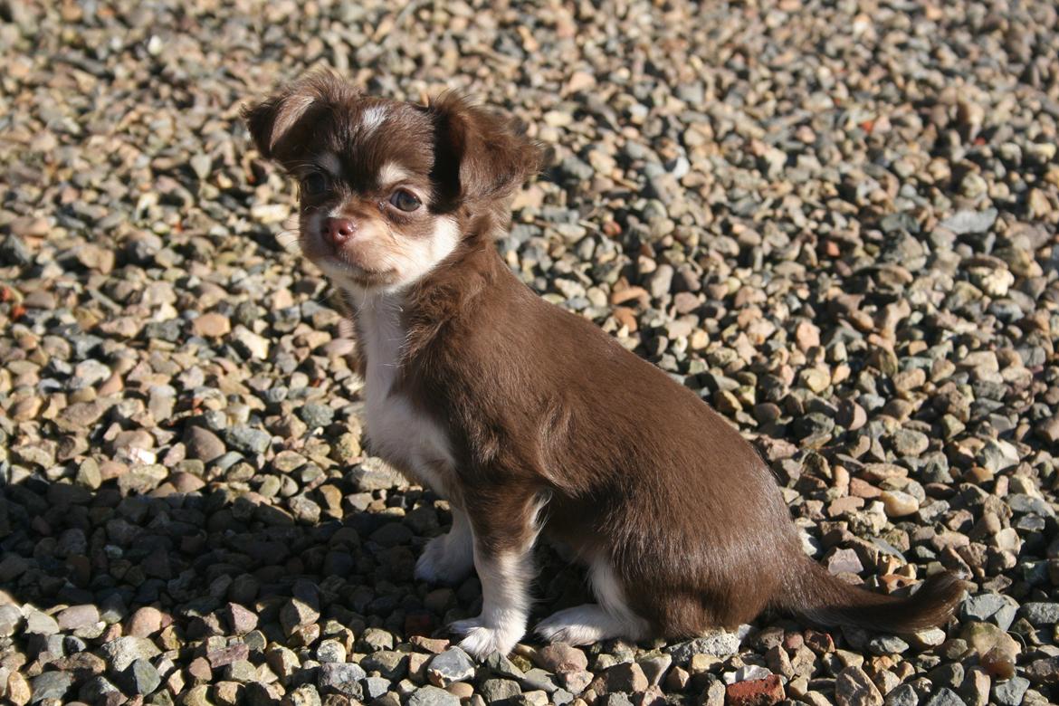 Chihuahua Louie billede 6