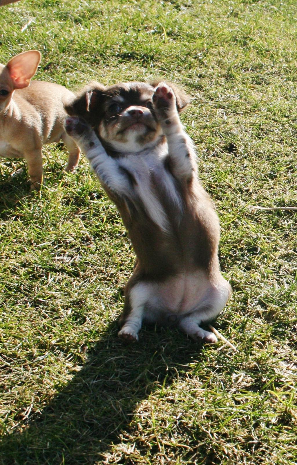 Chihuahua Louie billede 1