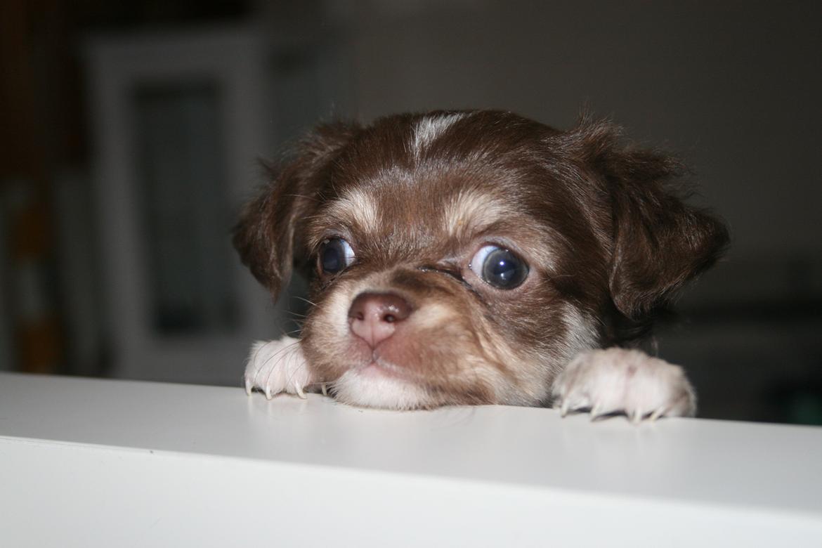 Chihuahua Louie billede 7