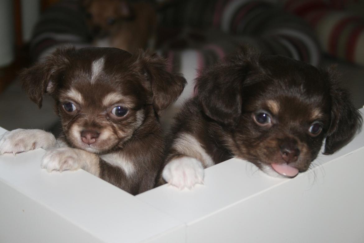 Chihuahua Louie billede 9