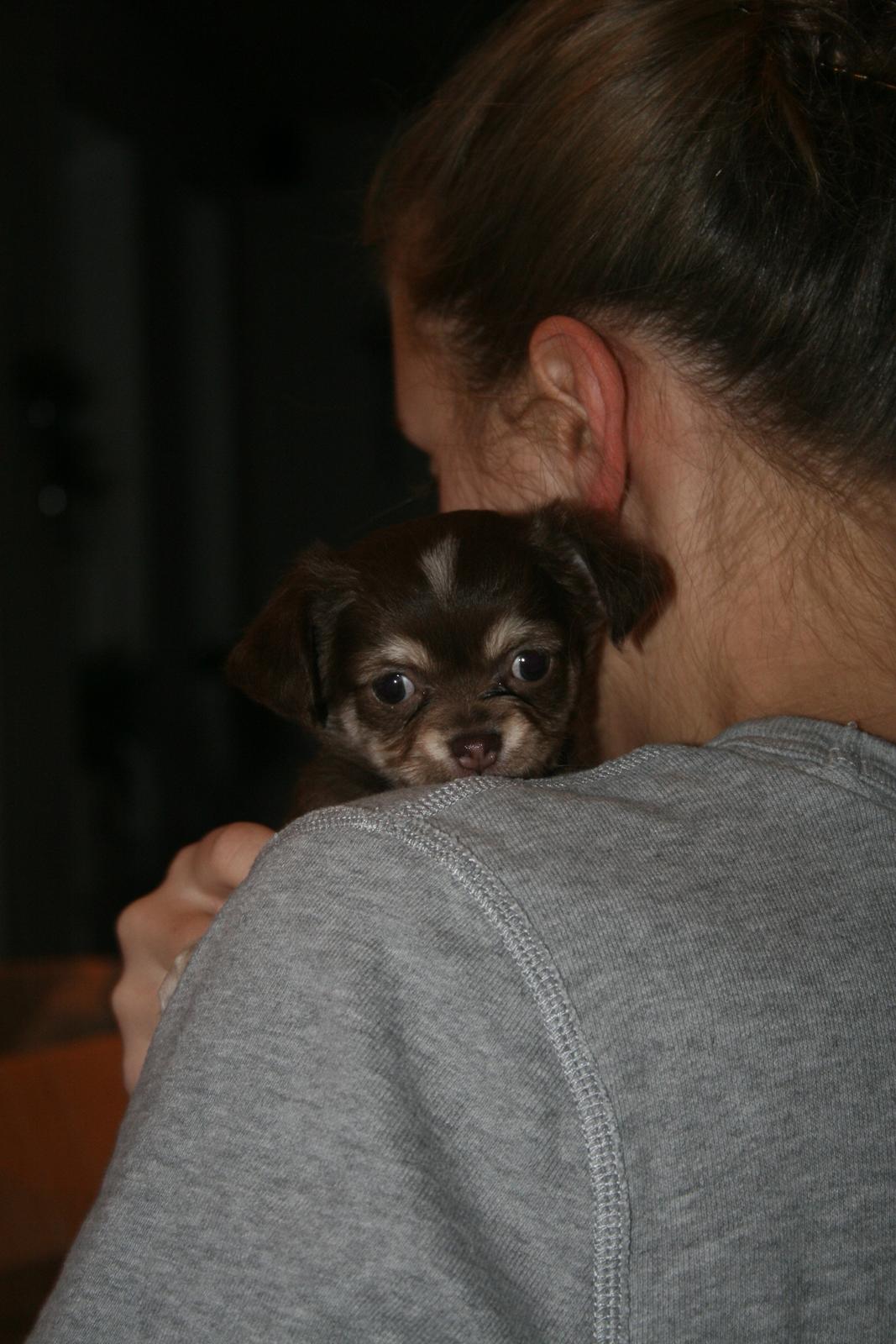 Chihuahua Louie billede 10