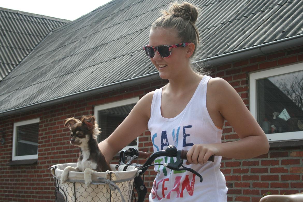 Chihuahua Louie billede 11