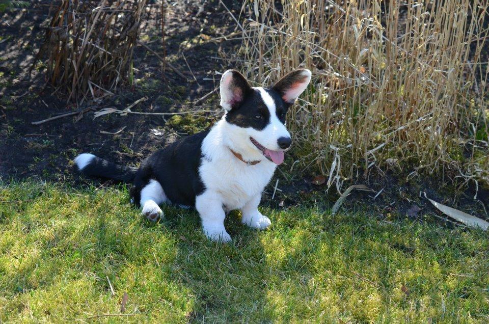 Welsh corgi cardigan Perle Olsen billede 3