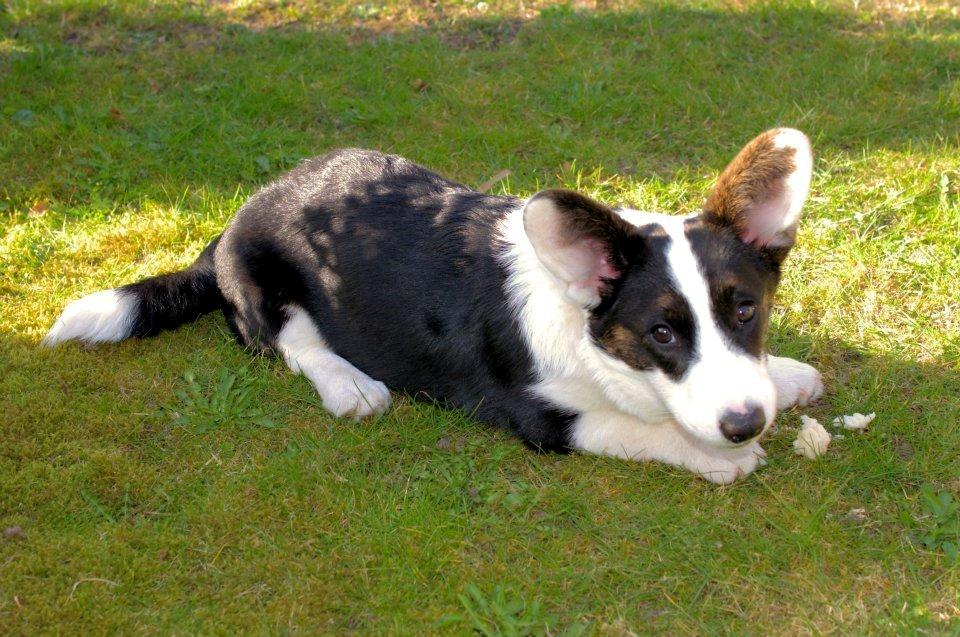 Welsh corgi cardigan Perle Olsen billede 4