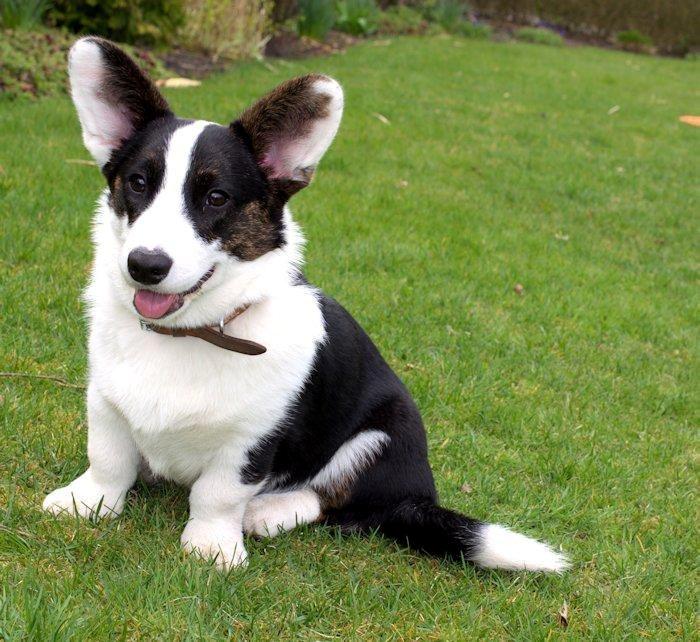 Welsh corgi cardigan Perle Olsen billede 5