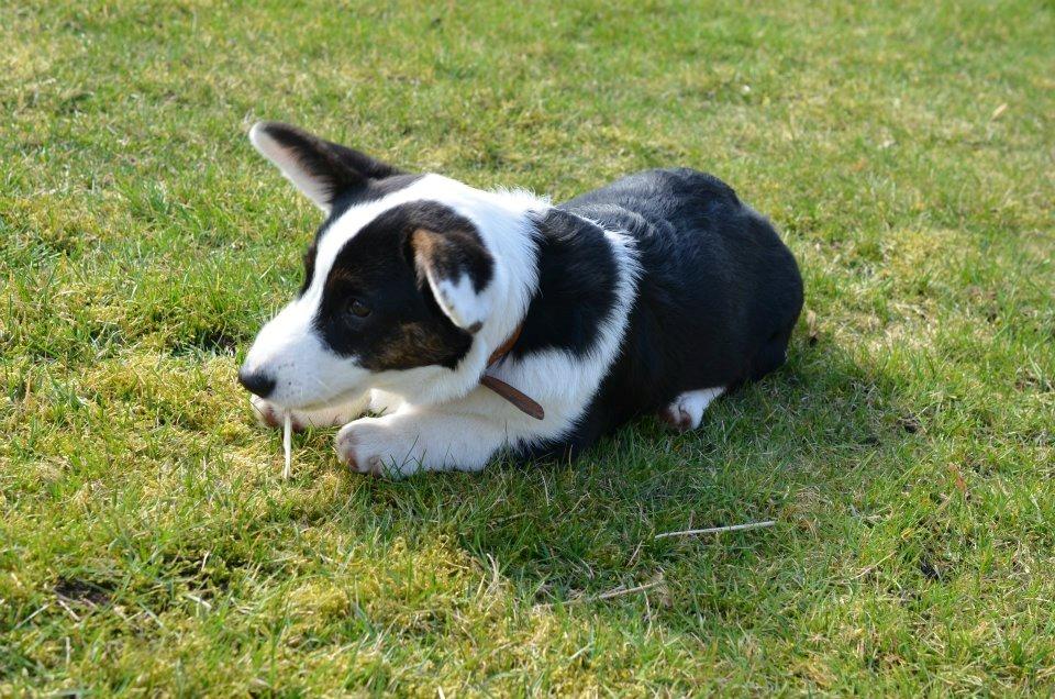 Welsh corgi cardigan Perle Olsen billede 7
