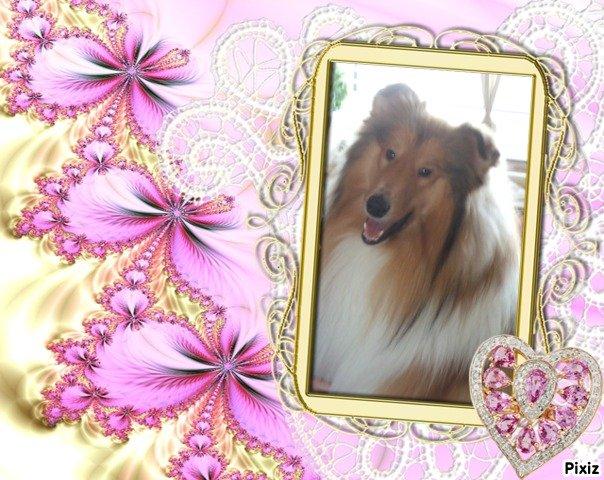 Collie langhåret Tvingsfields Kiss Me Now (Aiko) billede 1