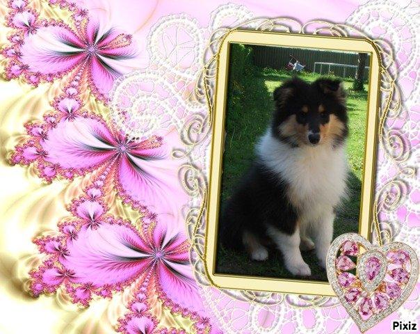Collie langhåret Tvingsfields Dirty Diana (Belle) - 9 uger. billede 5