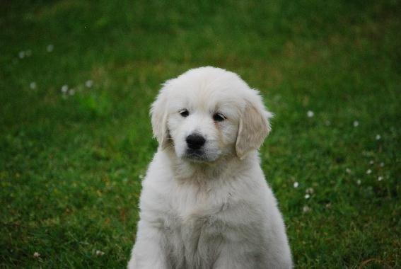 Golden retriever banana cupcake "nanna" billede 1