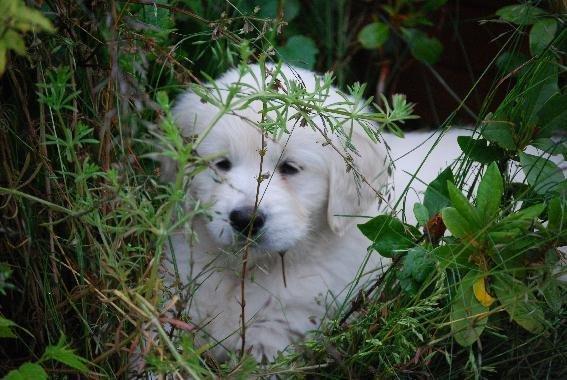 Golden retriever banana cupcake "nanna" billede 2