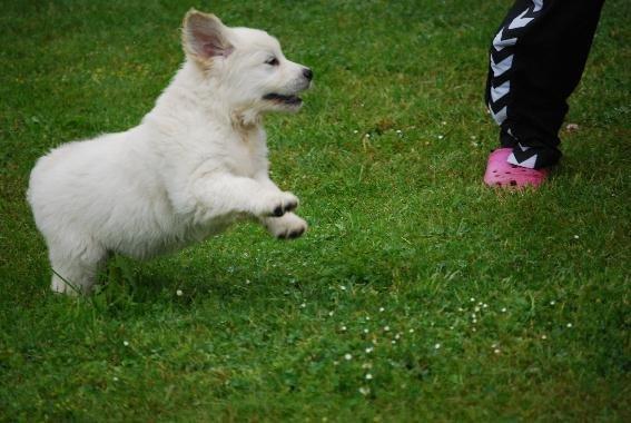 Golden retriever banana cupcake "nanna" billede 3
