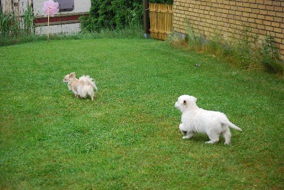 Golden retriever banana cupcake "nanna" billede 4