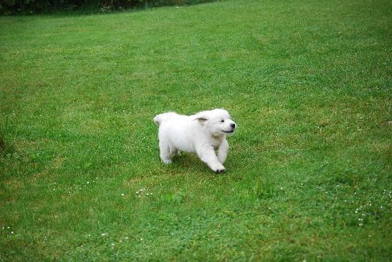 Golden retriever banana cupcake "nanna" billede 5