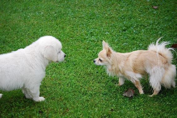 Golden retriever banana cupcake "nanna" billede 6