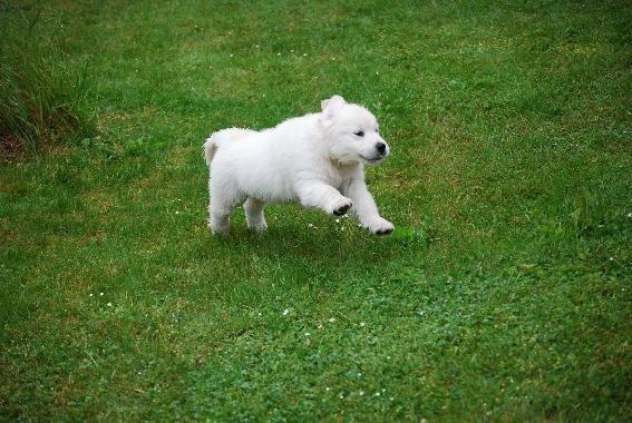Golden retriever banana cupcake "nanna" billede 7