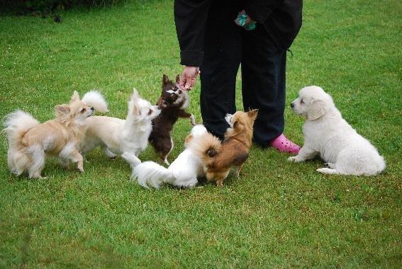 Golden retriever banana cupcake "nanna" billede 8