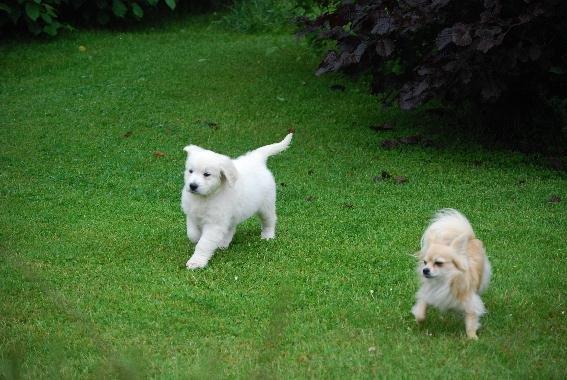 Golden retriever banana cupcake "nanna" billede 9