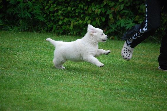 Golden retriever banana cupcake "nanna" billede 10