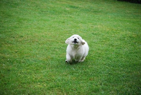 Golden retriever banana cupcake "nanna" billede 11